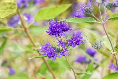 Skäggbuske Caryopteris clandonensis 'Heavenly Blue' buske Caryopteris clandonensis 'Heavenly Blue' buske