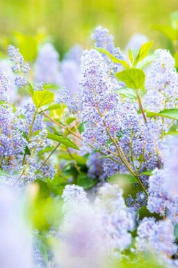 Ceanothus 'Gloire de Versailles'