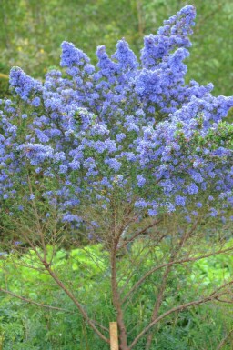 Kaliforniesyrén Ceanothus 'Puget Blue' buske Ceanothus 'Puget Blue' buske