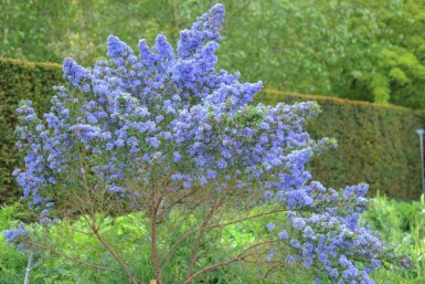 Kaliforniesyrén Ceanothus 'Puget Blue' buske Ceanothus 'Puget Blue' buske