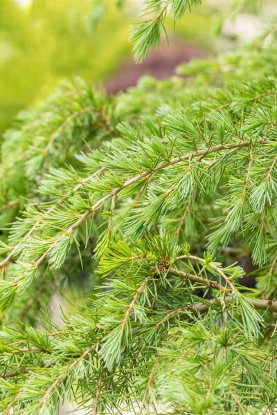 Himalayaceder Cedrus deodara buske Cedrus deodara buske