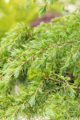 Himalayaceder Cedrus deodara buske Cedrus deodara buske