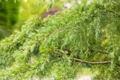 Himalayaceder Cedrus deodara buske Cedrus deodara buske