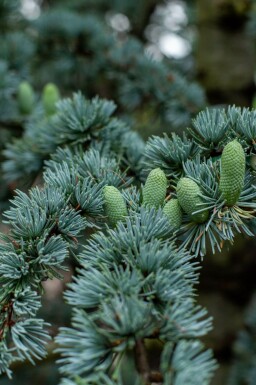 Libanonceder Cedrus libani 'Glauca' buske Cedrus libani 'Glauca' buske