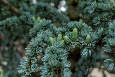 Libanonceder Cedrus libani 'Glauca' buske Cedrus libani 'Glauca' buske