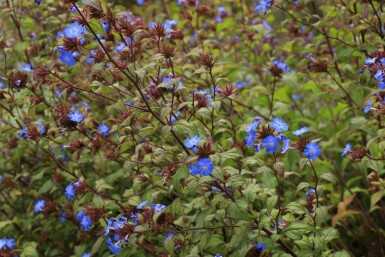 Kinesisk blyblomma Ceratostigma willmottianum buske Ceratostigma willmottianum buske