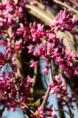 Judasträd Cercis canadensis 'Lavender Twist' buske Cercis canadensis 'Lavender Twist' buske