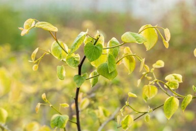 Judasträd Cercis canadensis 'Lavender Twist' buske Cercis canadensis 'Lavender Twist' buske