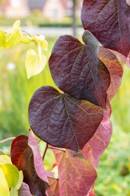 Judasträd Cercis canadensis 'Ruby Falls' buske Cercis canadensis 'Ruby Falls' buske