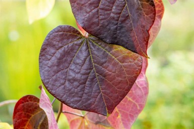 Judasträd Cercis canadensis 'Ruby Falls' buske Cercis canadensis 'Ruby Falls' buske