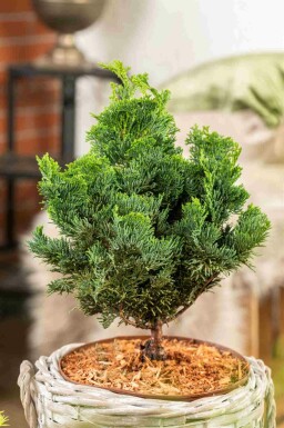 Japansk dvärgcypress Chamaecyparis obtusa 'Nana Gracilis' buske Chamaecyparis obtusa 'Nana Gracilis' buske