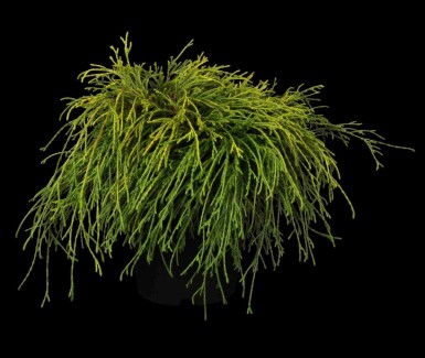 Ädelcypress Chamaecyparis pisifera 'Sungold' buske Chamaecyparis pisifera 'Sungold' buske