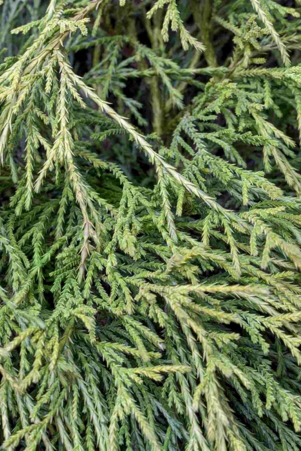 Ädelcypress Chamaecyparis pisifera 'Sungold' buske Chamaecyparis pisifera 'Sungold' buske