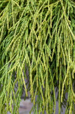 Ädelcypress Chamaecyparis pisifera 'Sungold' buske Chamaecyparis pisifera 'Sungold' buske