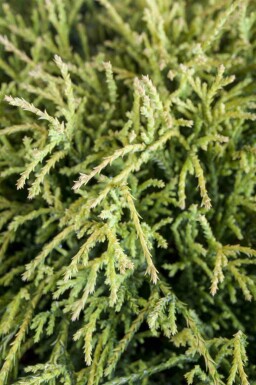 Ädelcypress Chamaecyparis pisifera 'Sungold' buske Chamaecyparis pisifera 'Sungold' buske