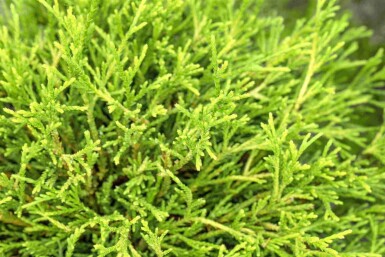 Ädelcypress Chamaecyparis pisifera 'Sungold' buske Chamaecyparis pisifera 'Sungold' buske