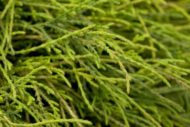 Ädelcypress Chamaecyparis pisifera 'Sungold' buske Chamaecyparis pisifera 'Sungold' buske