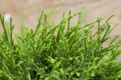 Ädelcypress Chamaecyparis pisifera 'Sungold' buske Chamaecyparis pisifera 'Sungold' buske