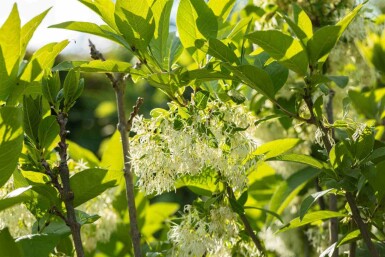 Snöflockbuske Chionanthus virginicus buske Chionanthus virginicus buske