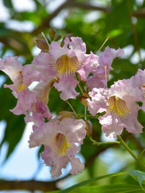 Rosa katalpa Chitalpa tashkentensis 'Summer Bells' buske Chitalpa tashkentensis 'Summer Bells' buske