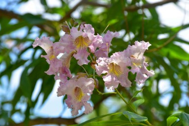 Rosa katalpa Chitalpa tashkentensis 'Summer Bells' buske Chitalpa tashkentensis 'Summer Bells' buske