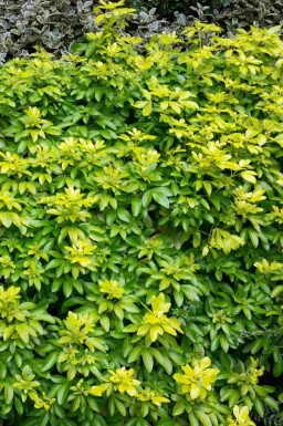 Choisya ternata 'Sundance'