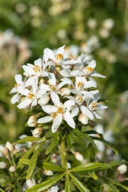 Doftbuske Choisya ternata 'White Dazzler' buske Choisya ternata 'White Dazzler' buske