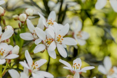 Choisya ternata 'White Dazzler' C2 20-30