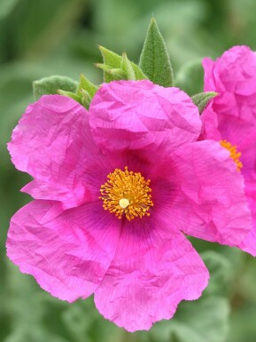 Solvända Cistus pulverulentus buske Cistus pulverulentus buske