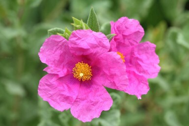 Solvända Cistus pulverulentus buske Cistus pulverulentus buske