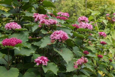 Klerondendrum Clerodendrum bungei buske Clerodendrum bungei buske