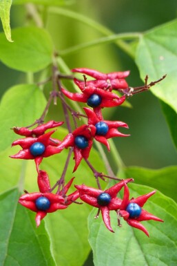 Glansklerodendrum Clerodendrum trichotomum 'Fargesii' buske Clerodendrum trichotomum 'Fargesii' buske