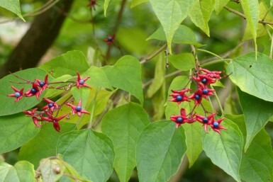 Glansklerodendrum Clerodendrum trichotomum 'Fargesii' buske Clerodendrum trichotomum 'Fargesii' buske
