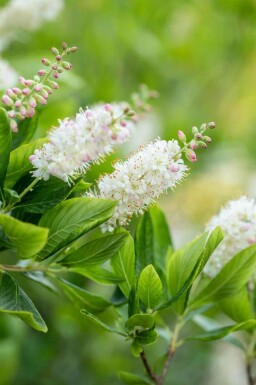 Sockerbuske Clethra alnifolia buske Clethra alnifolia buske