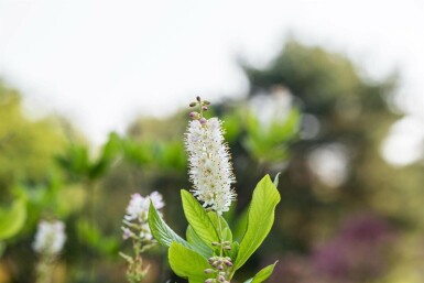 Sockerbuske Clethra alnifolia buske Clethra alnifolia buske
