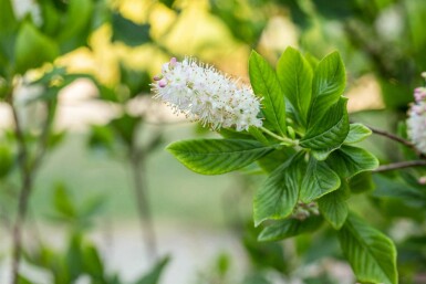 Clethra alnifolia C3 40-50