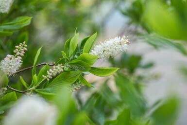 Clethra alnifolia C3 40-50