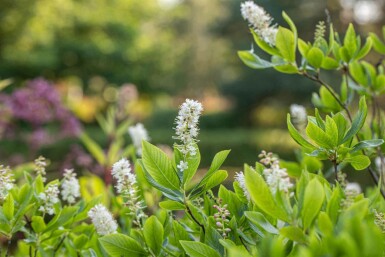 Clethra alnifolia C3 40-50