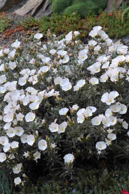 Silverbinda Convolvulus cneorum buske Convolvulus cneorum buske