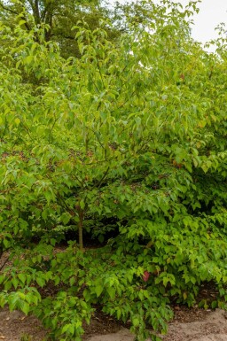 Pagodkornell Cornus controversa 'Pagoda' buske Cornus controversa 'Pagoda' buske