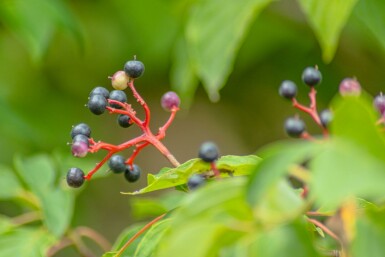 Pagodkornell Cornus controversa 'Pagoda' buske Cornus controversa 'Pagoda' buske