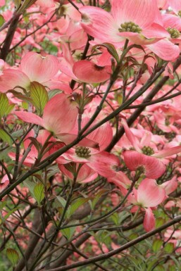 Blomsterkornell Cornus florida 'Cherokee Chief' buske Cornus florida 'Cherokee Chief' buske