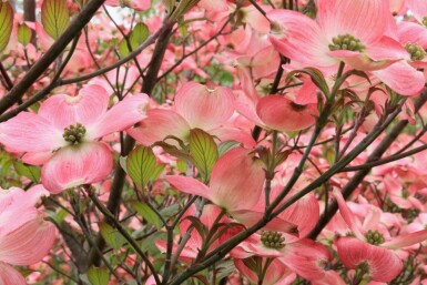 Blomsterkornell Cornus florida 'Cherokee Chief' buske Cornus florida 'Cherokee Chief' buske