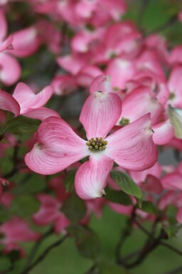 Rosa blomsterkornell Cornus florida 'Rubra' buske Cornus florida 'Rubra' buske