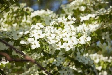 Cornus kousa chinensis buske 60-80 cm