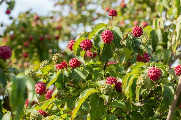 Cornus kousa 'Milky Way'