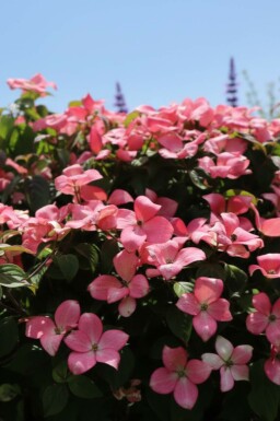 Japansk blomsterkornell Cornus kousa 'Satomi Compact' buske Cornus kousa 'Satomi Compact' buske
