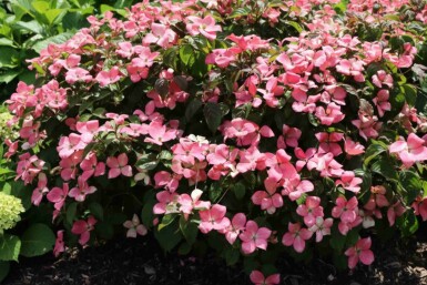 Cornus kousa 'Satomi Compact' buske