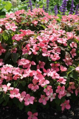 Cornus kousa 'Satomi Compact' buske