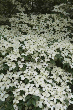Japansk blomsterkornell Cornus kousa 'Weisse Fontaine' buske Cornus kousa 'Weisse Fontaine' buske